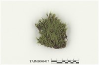 藏品(日本曲柄苔)的圖片